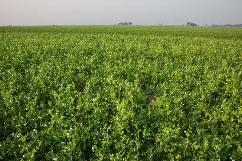 Water sustainability for sustainable agriculture - 'flood recession farming' producing peas, chick peas, wheat and mustard in Bhojpur district, Bihar - demonstrating the benefits of floods for agriculture